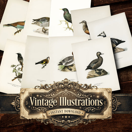 Birds Vintage Prints