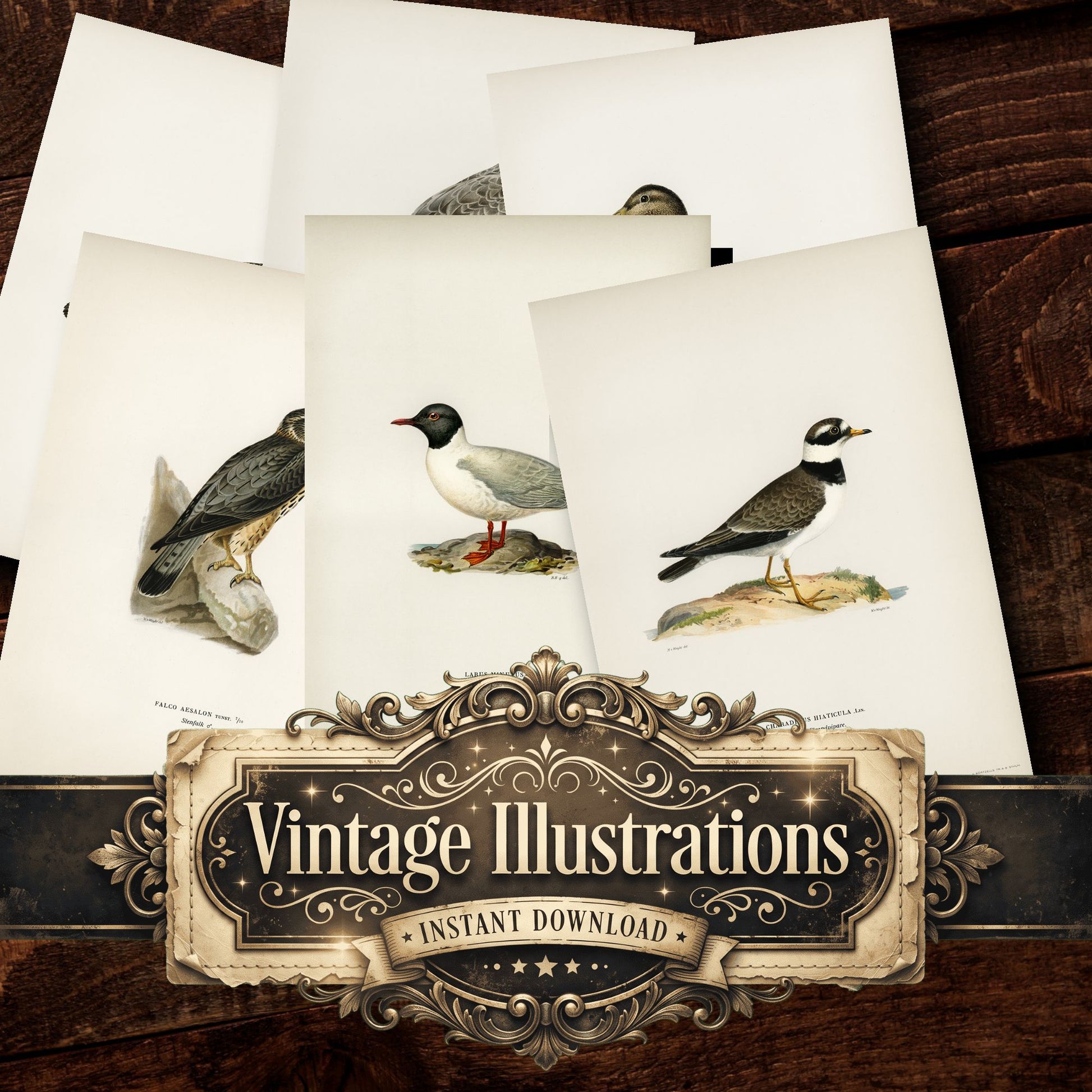 Birds Vintage Prints