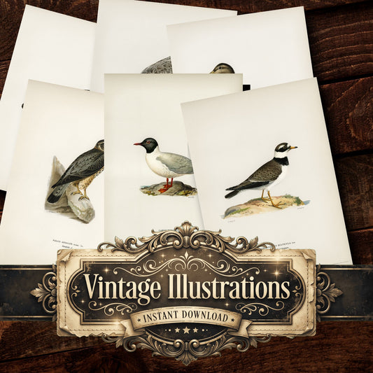 Birds Vintage Prints