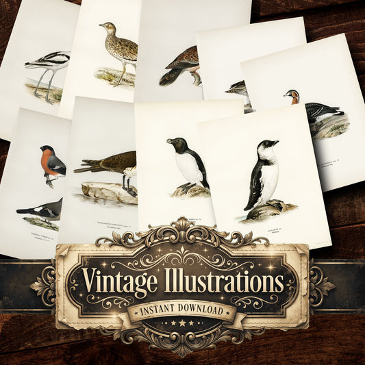 Birds Vintage Prints