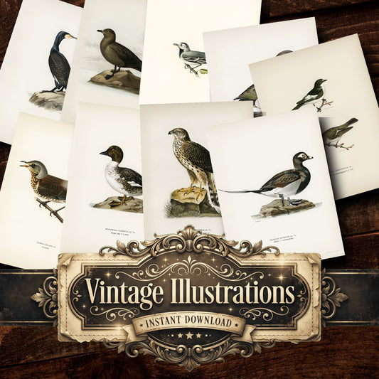 Birds Vintage Prints