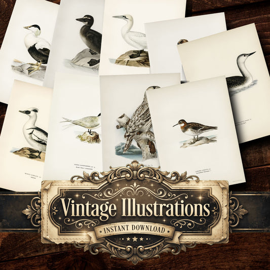 Birds Vintage Prints