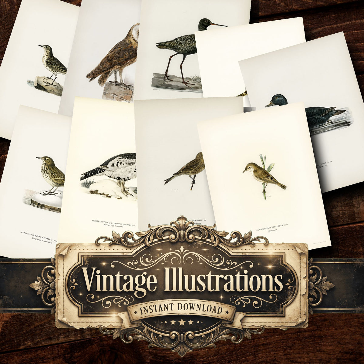 Birds Vintage Prints
