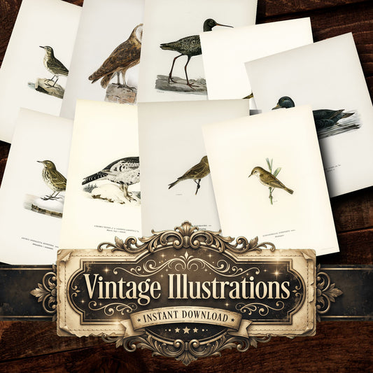Birds Vintage Prints