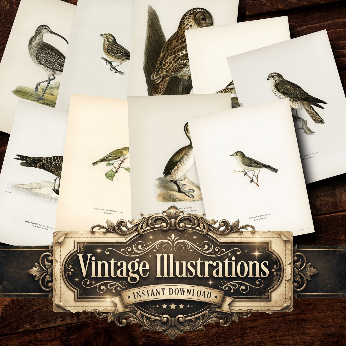 Birds Vintage Prints