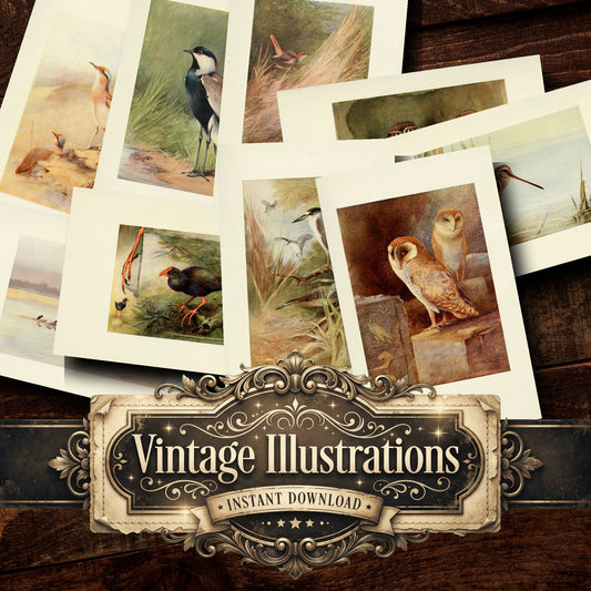 Birds Vintage Prints