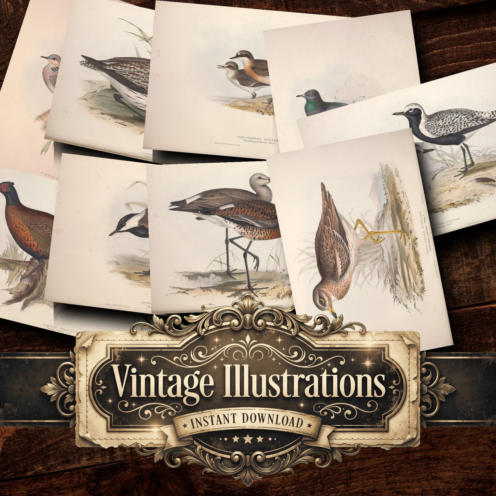 Birds Vintage Prints
