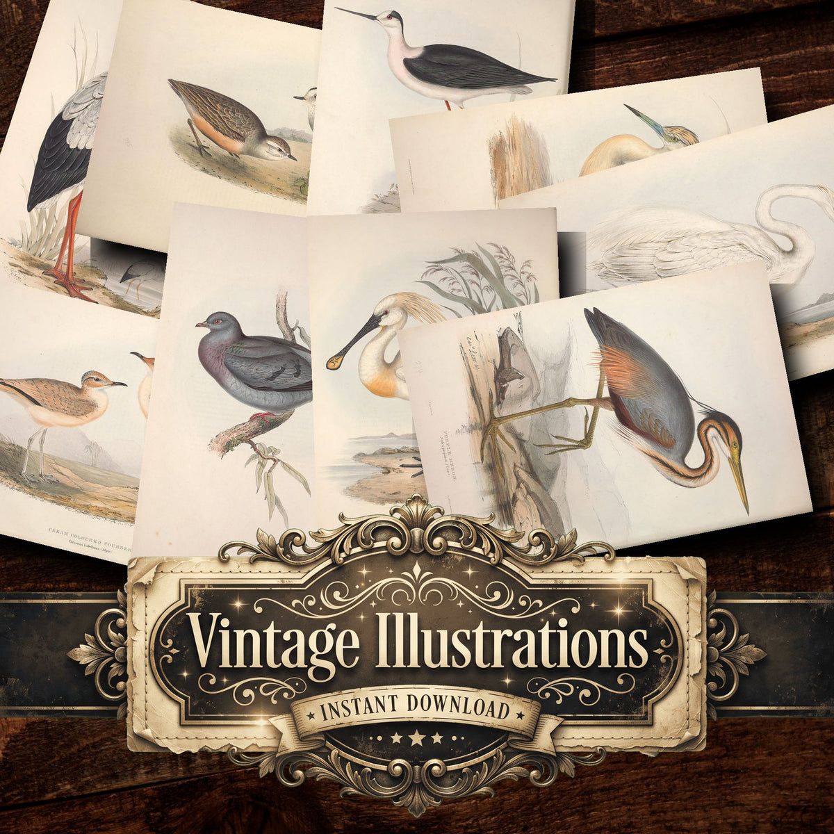 Birds Vintage Prints