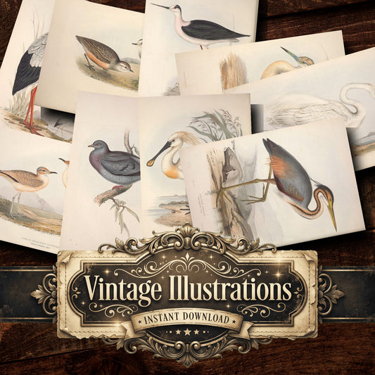 Birds Vintage Prints