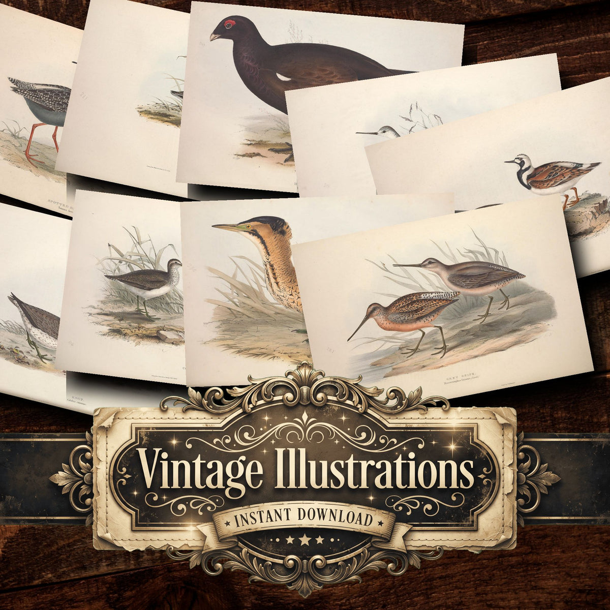 Birds Vintage Prints