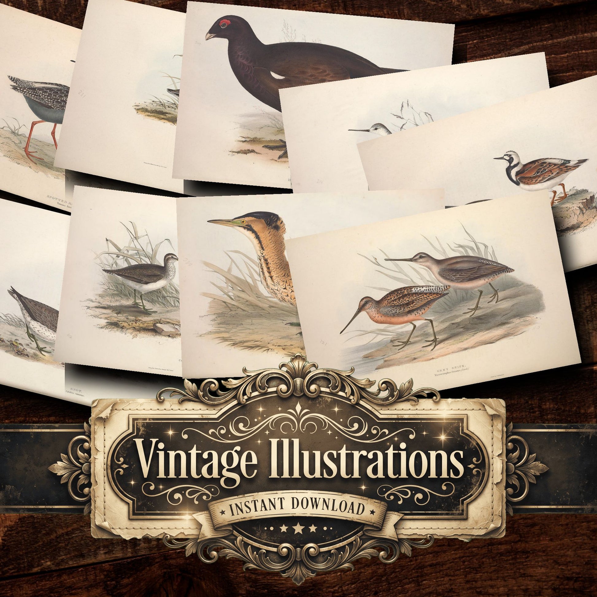 Birds Vintage Prints