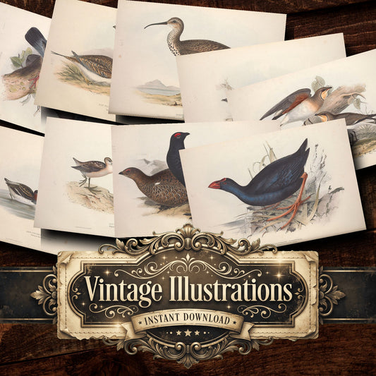 Birds Vintage Prints