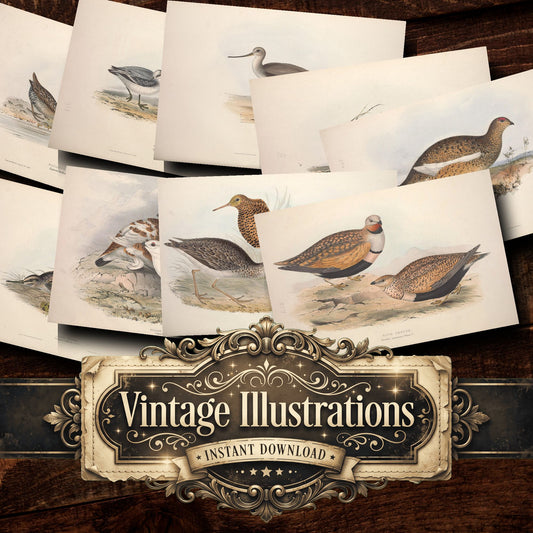 Birds Vintage Prints