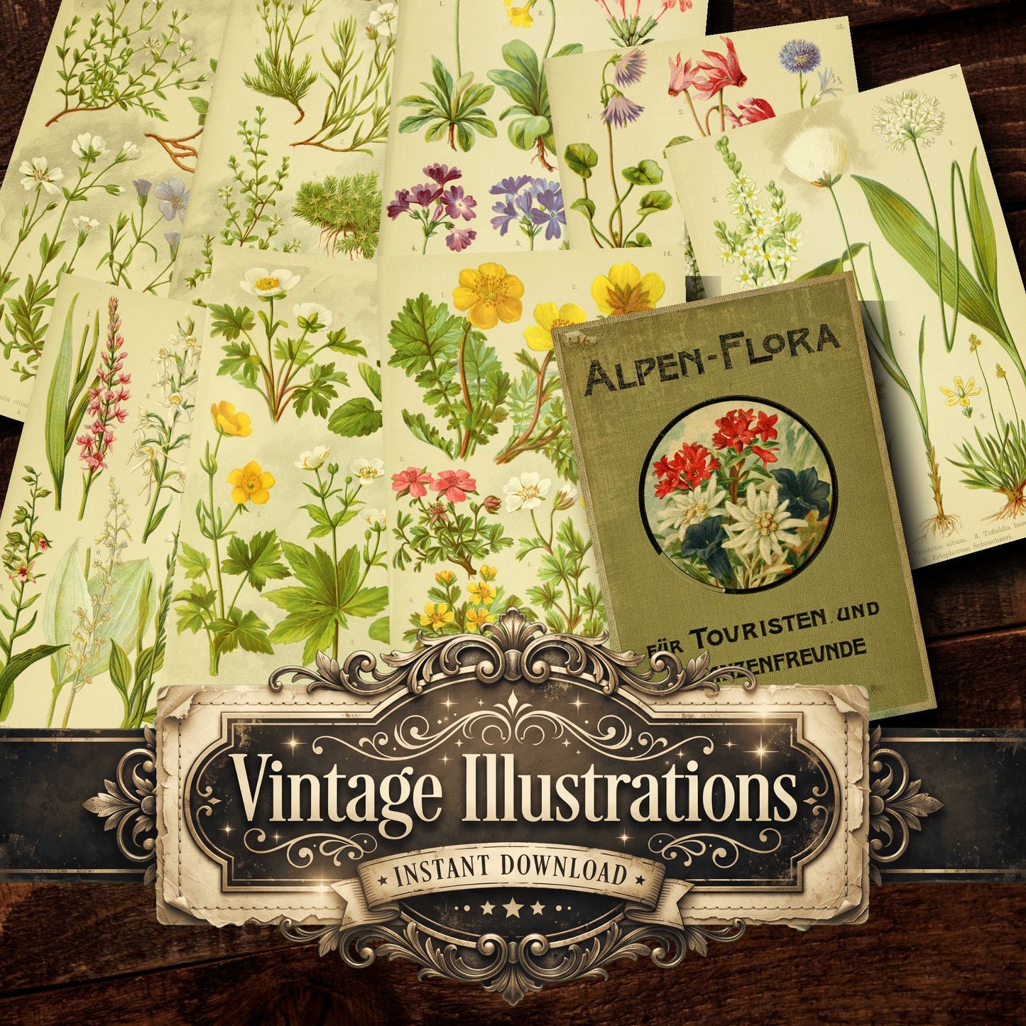Botanical Alpen-Flora Vintage Prints