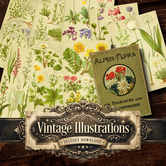 Botanical Alpen-Flora Vintage Prints