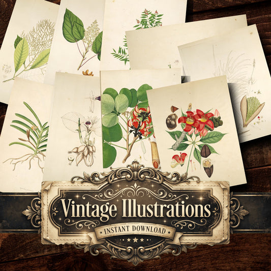 Botanical Plant Vintage Prints