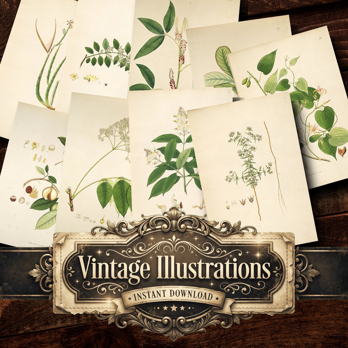 Botanical Plant Vintage Prints