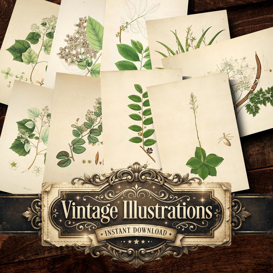 Botanical Plant Vintage Prints