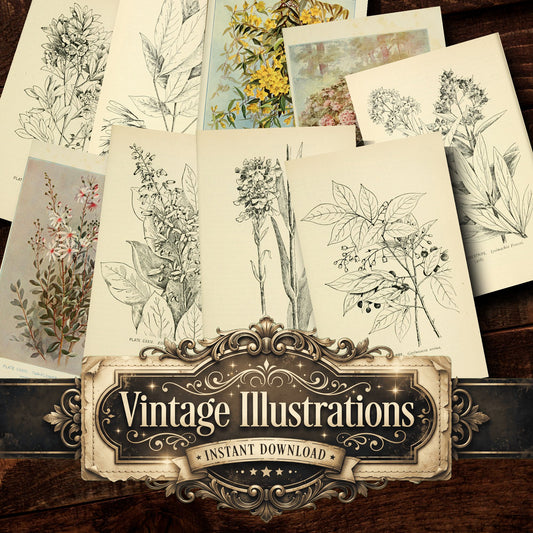 Botanical Sketches Vintage Prints