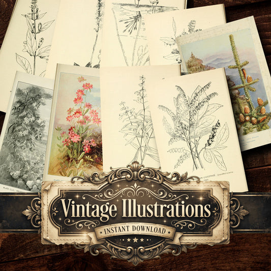Botanical Sketches Vintage Prints