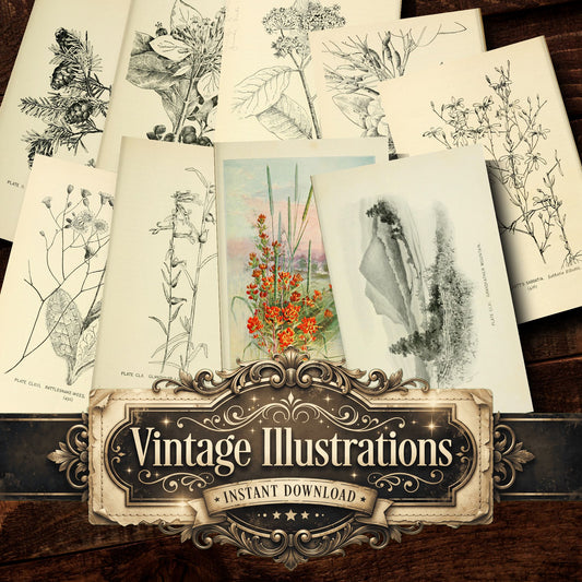 Botanical Sketches Vintage Prints
