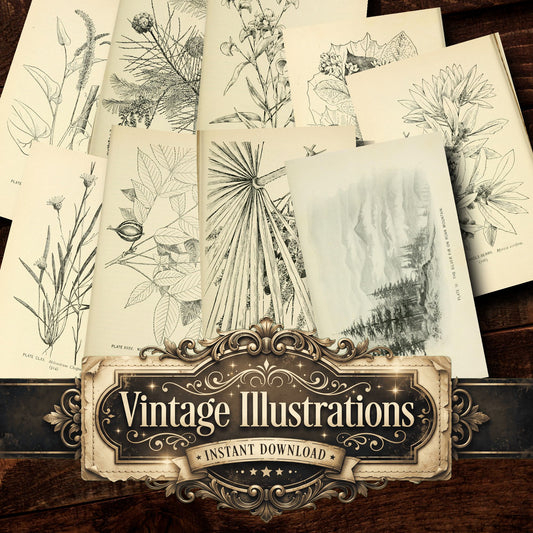 Botanical Sketches Vintage Prints