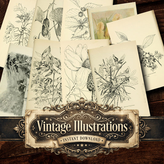 Botanical Sketches Vintage Prints