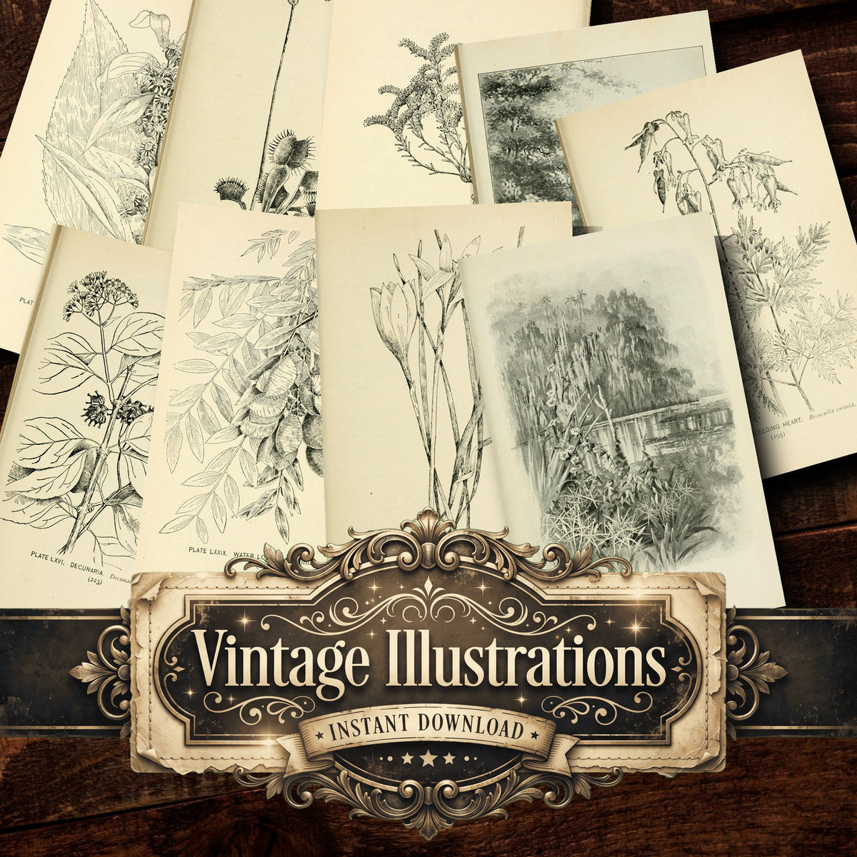 Botanical Sketches Vintage Prints