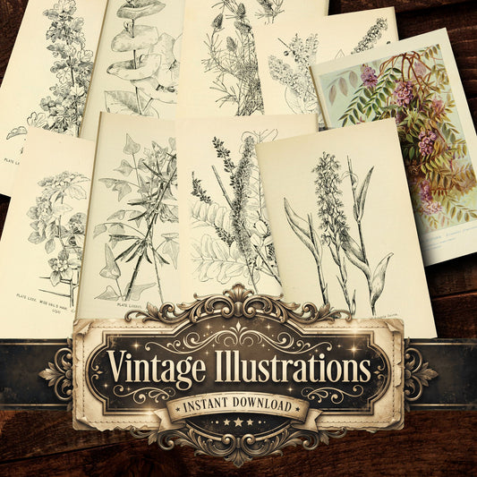 Botanical Sketches Vintage Prints