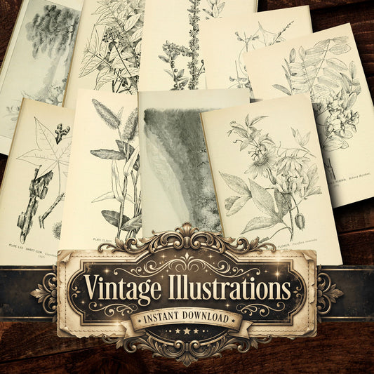 Botanical Sketches Vintage Prints