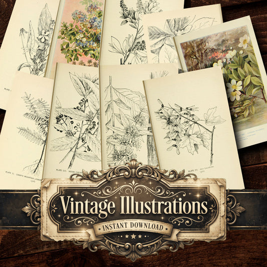 Botanical Sketches Vintage Prints