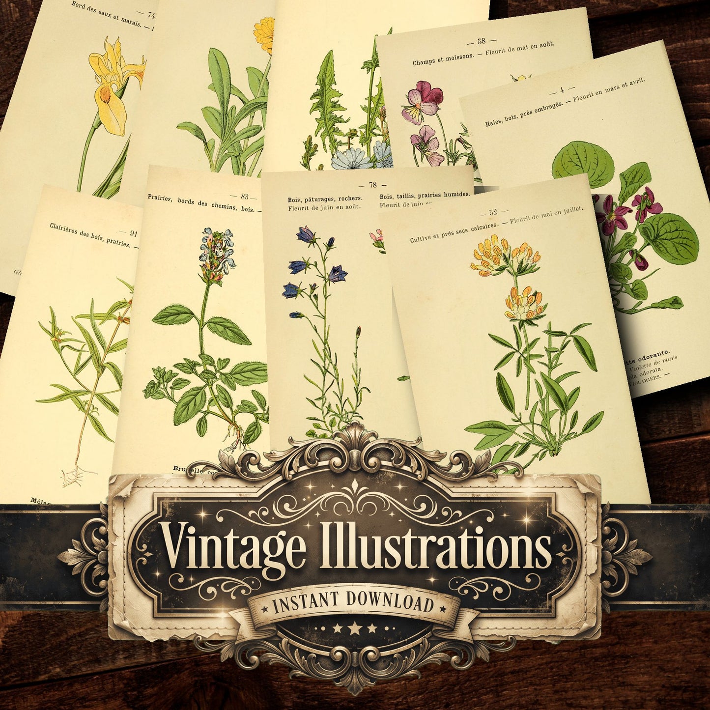 Botanical Vintage Prints
