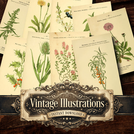 Botanical Vintage Prints