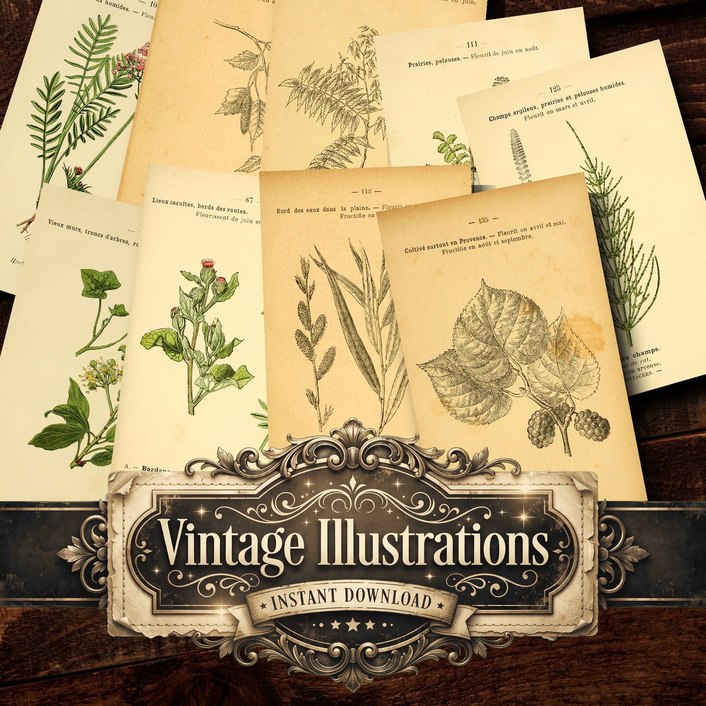 Botanical Vintage Prints