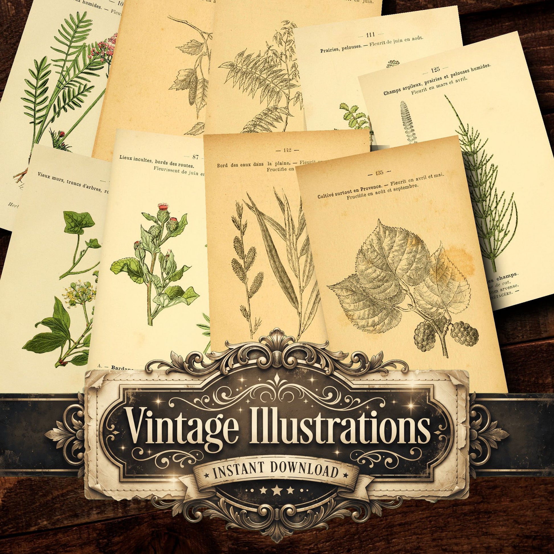 Botanical Vintage Prints