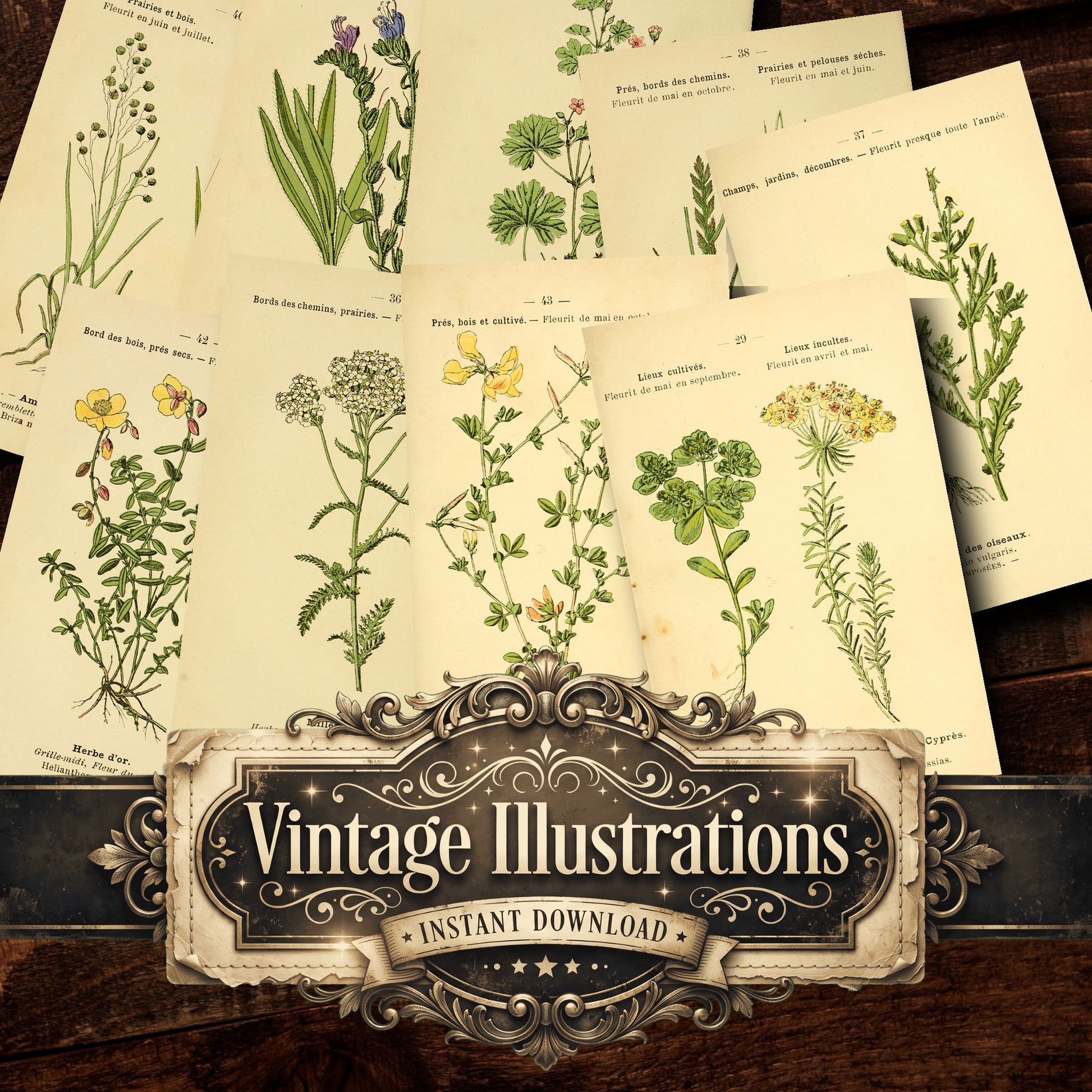 Botanical Vintage Prints