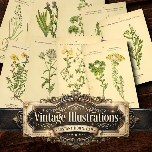 Botanical Vintage Prints