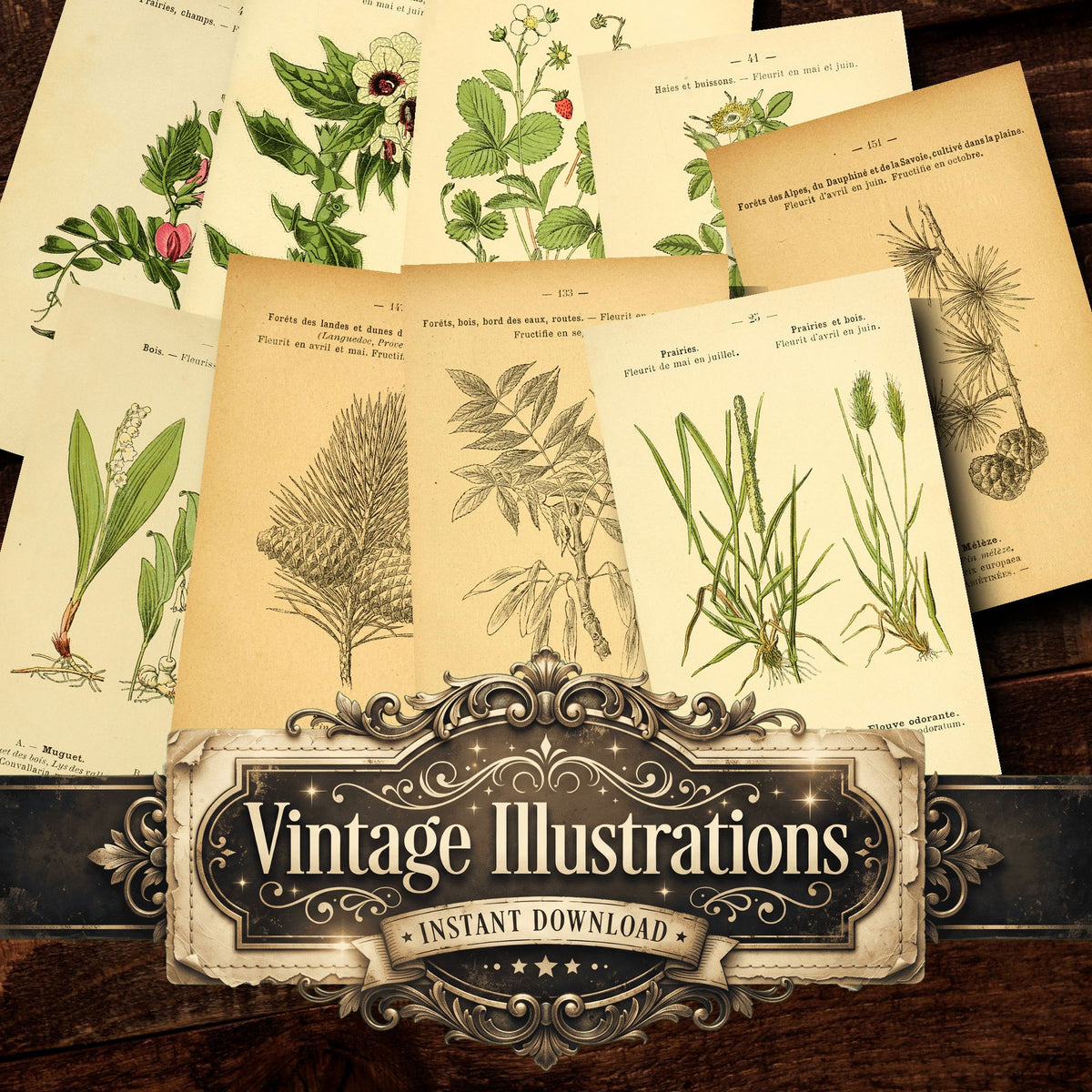 Botanical Vintage Prints