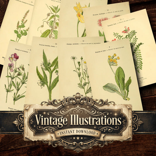 Botanical Vintage Prints