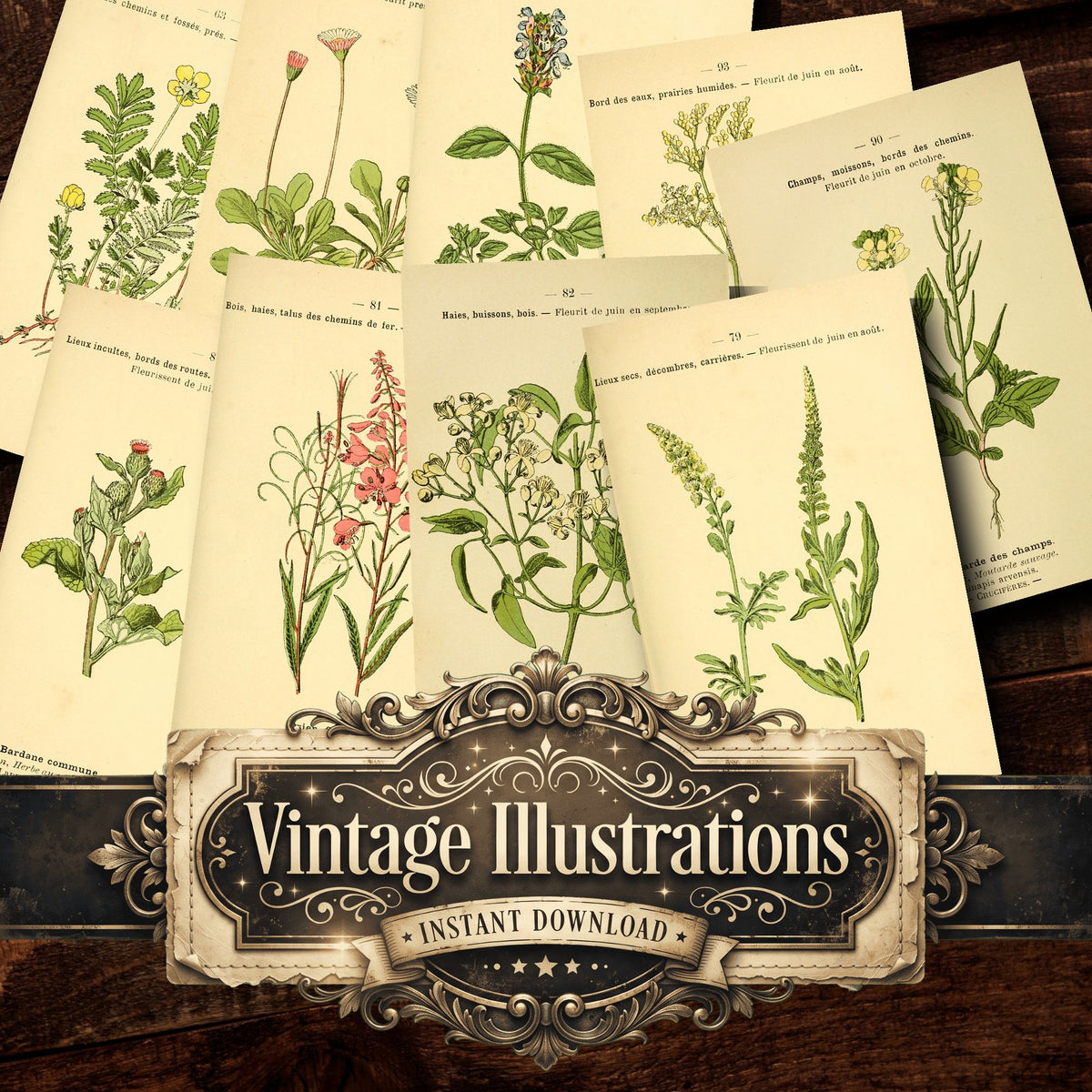 Botanical Vintage Prints