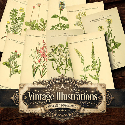 Botanical Vintage Prints