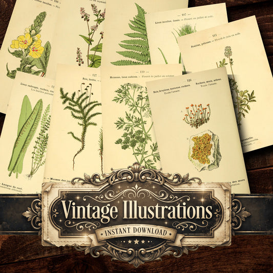 Botanical Vintage Prints