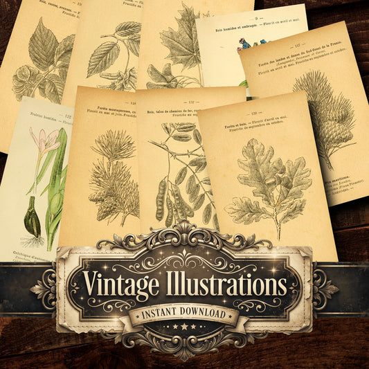Botanical Vintage Prints