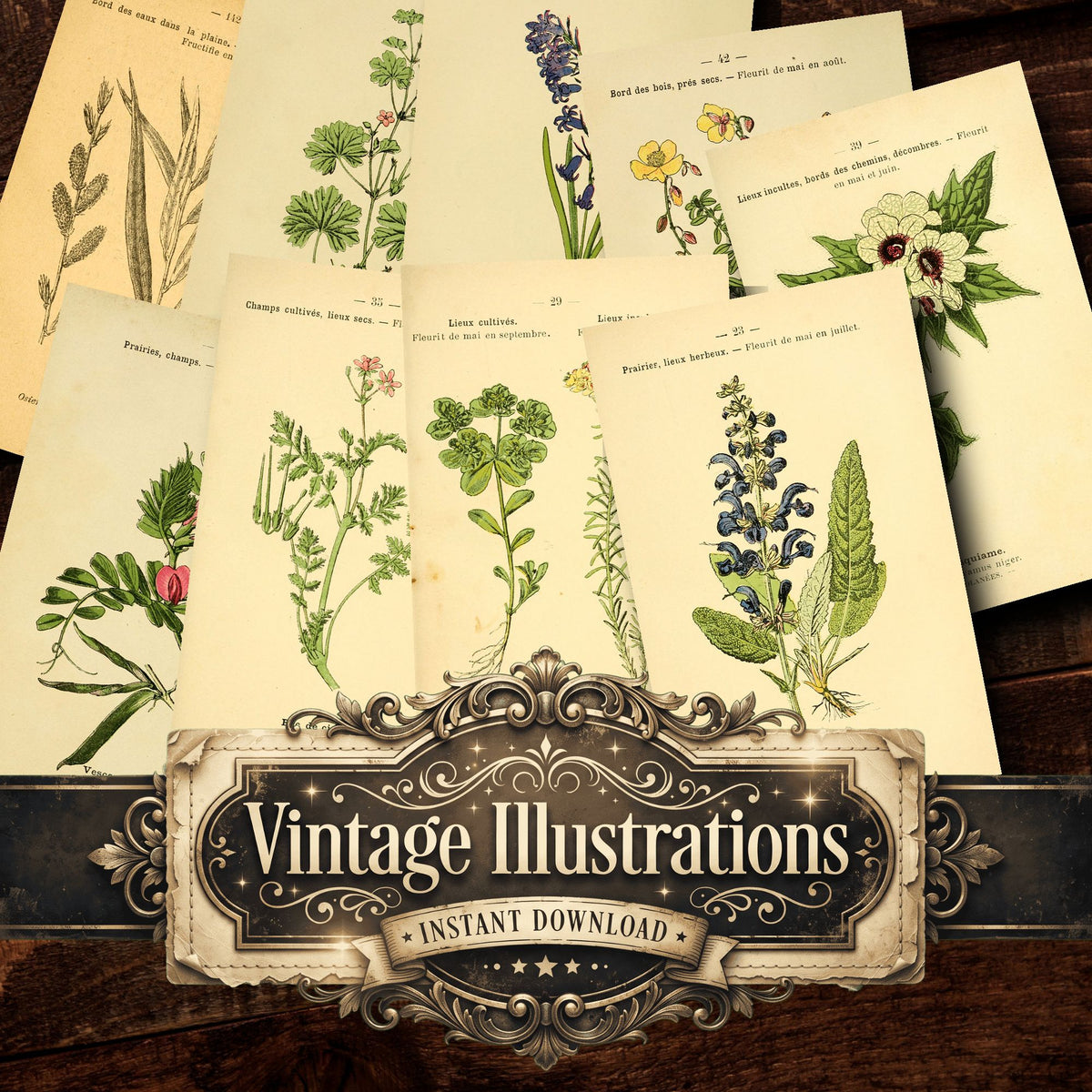 Botanical Vintage Prints