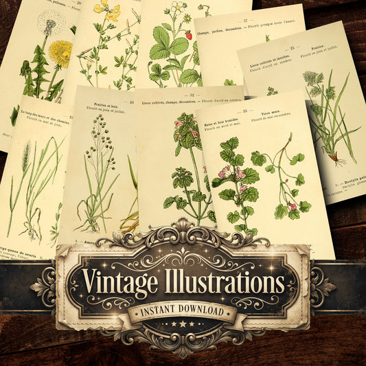 Botanical Vintage Prints