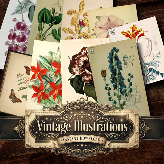 Botanical Vintage Prints