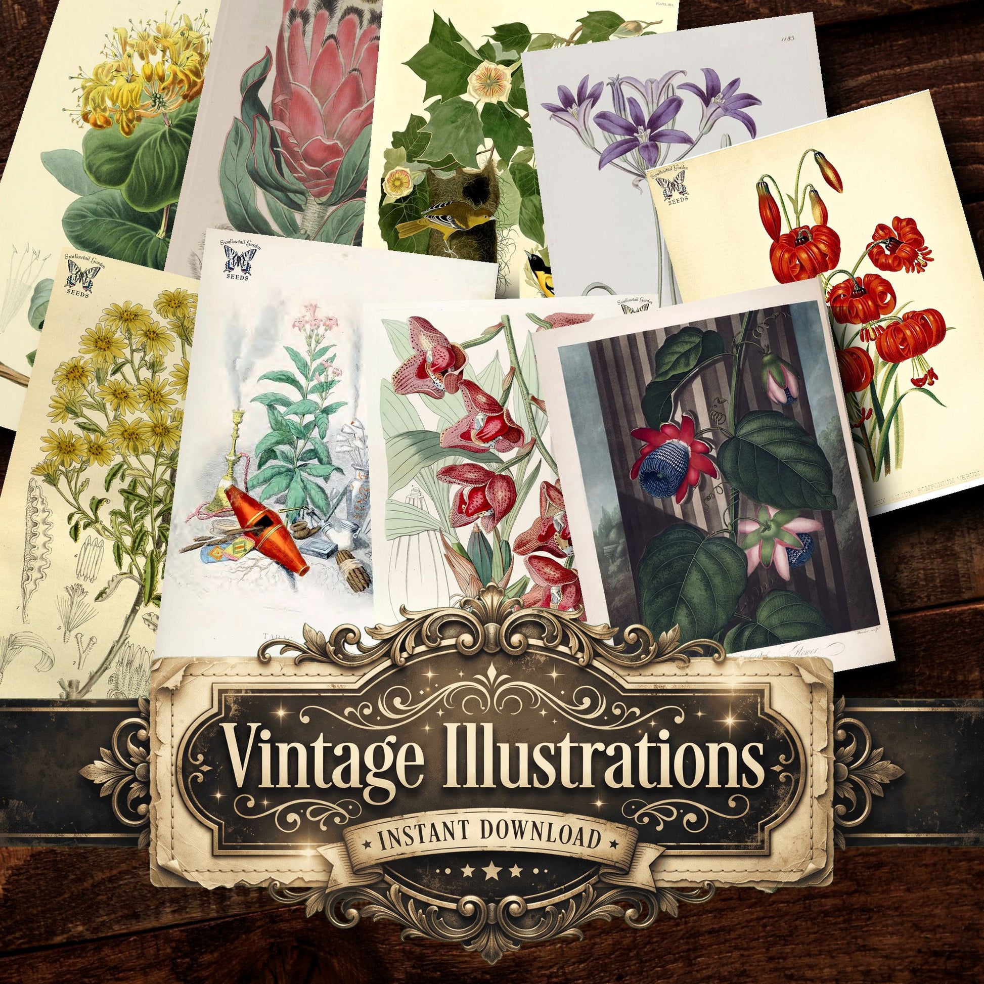 Botanical Vintage Prints