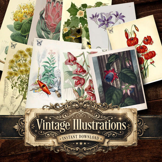 Botanical Vintage Prints