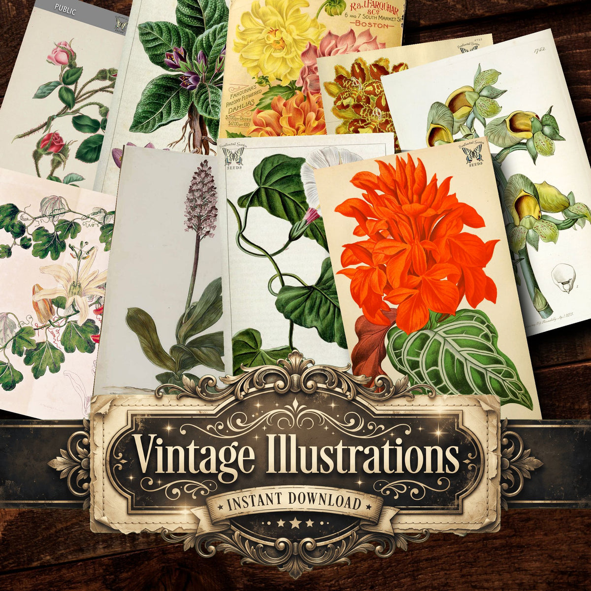 Botanical Vintage Prints