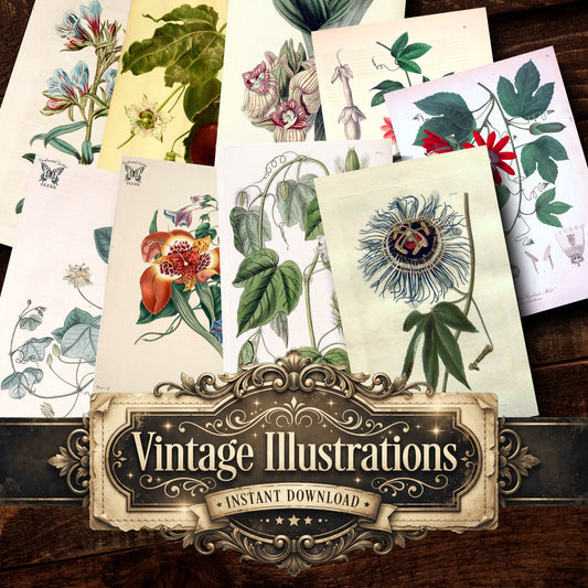 Botanical Vintage Prints